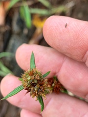 Spermacoce brachystema