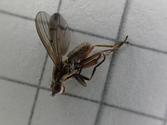 Pherbellia cinerella