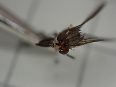 Pherbellia cinerella