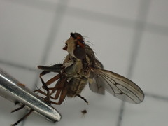 Pherbellia cinerella