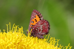 Aloeides penningtoni