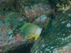 Plectroglyphidodon gascoynei