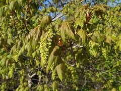 Acer pseudoplatanus