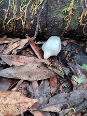 Psilocybe weraroa