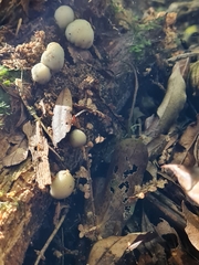 Psilocybe weraroa