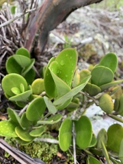 Hoya australis australis