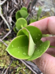 Hoya australis australis