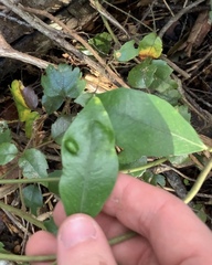 Eriophyes parsonsiae
