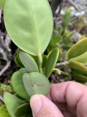 Hoya australis australis