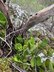 Hoya australis australis