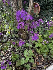 Lunaria