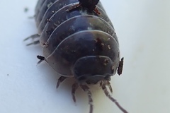Armadillidium vulgare