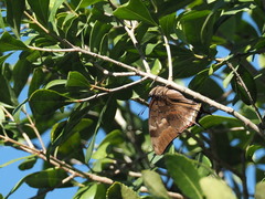 Charaxes karkloof trimeni