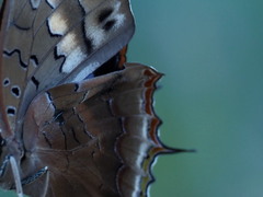 Charaxes karkloof trimeni