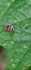 Epilachna maculicollis