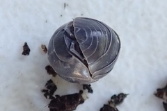 Armadillidium vulgare