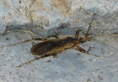 Oncocephalus nubilus
