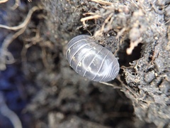 Armadillidium vulgare