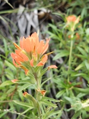Castilleja affinis affinis