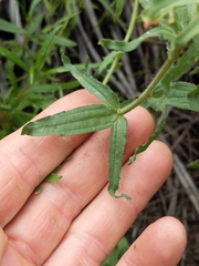 Castilleja affinis affinis