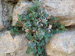 Sarcocapnos enneaphylla