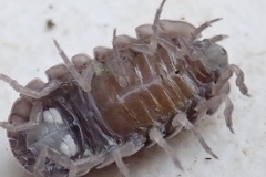 Armadillidium vulgare