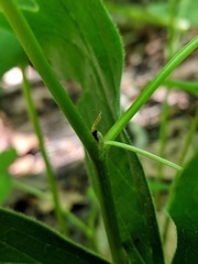 Viola canadensis canadensis