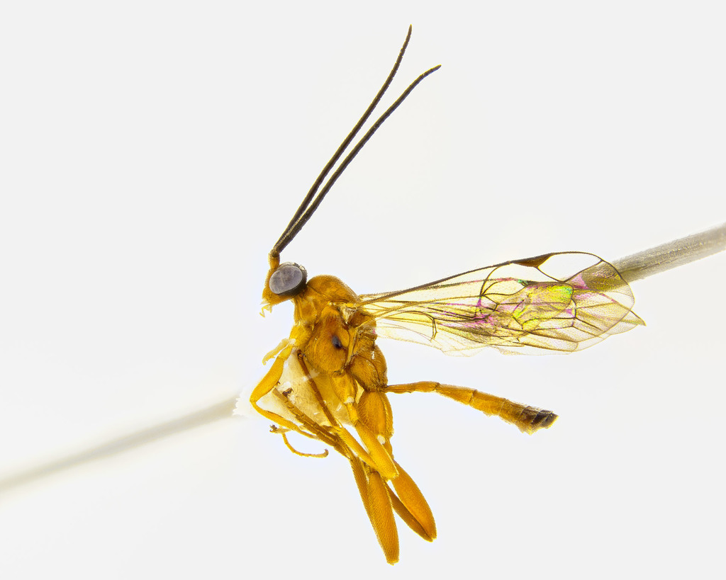 Helictes