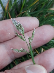 Poa annua