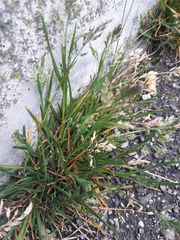 Poa annua