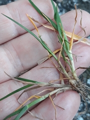 Poa annua