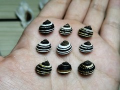 Littorina brevicula