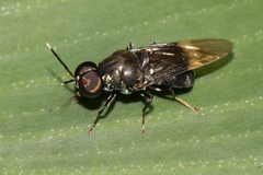 Isomerocera quadrilineata