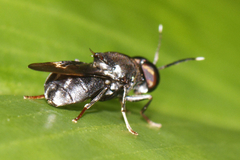 Isomerocera quadrilineata
