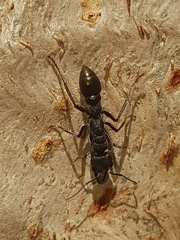 Myrmecia gilberti
