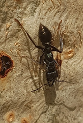 Myrmecia gilberti
