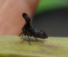 Lubra spinicornis