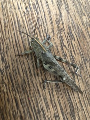 Anacridium aegyptium