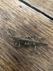 Anacridium aegyptium