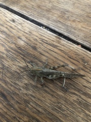 Anacridium aegyptium