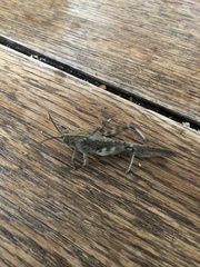 Anacridium aegyptium