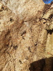 Myrmecia gilberti