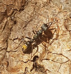 Myrmecia gilberti