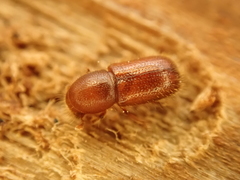Dryocoetes autographus
