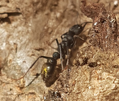 Myrmecia gilberti