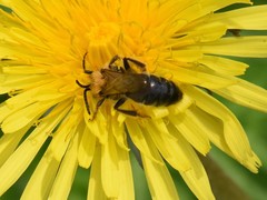 Andrena nitida