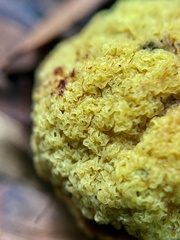 Gymnogaster boletoides