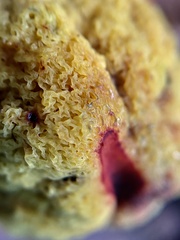 Gymnogaster boletoides