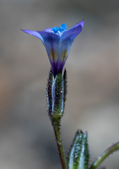 Gilia modocensis