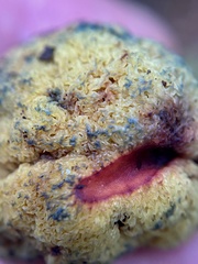 Gymnogaster boletoides